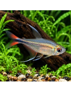 Tétra filamentosa (Hyphessobrycon filamentosus) 2,5-3cm