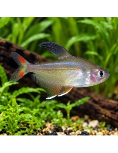 Tétra rosaceus (Hyphessobrycon rosaceus) 1,5-2cm
