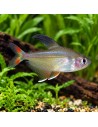 Hyphessobrycon Rosaceus 1,5-2cm