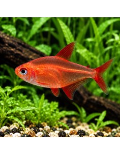 Hyphessobrycon sp. Muzel Red Cherry (Hyphessobrycon sp. "Muzel Red Cherry") 2-3cm