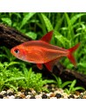 Hyphessobrycon sp "Muzel Red Cherry" 2-3cm
