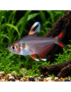 Hyphessobrycon rosaceus Whitefin (Hyphessobrycon rosaceus "Whitefin") 2-3cm