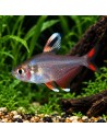 Hyphessobrycon rosaceus "Whitefin" 2-3cm