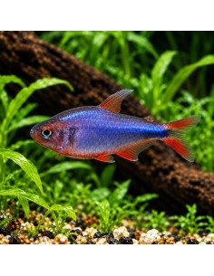 Hyphessobrycon wadai