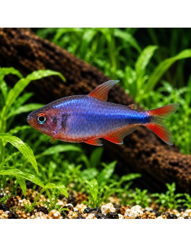 Hyphessobrycon wadai