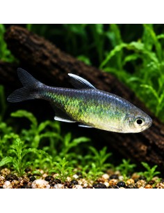 Hyphessobrycon negodagua