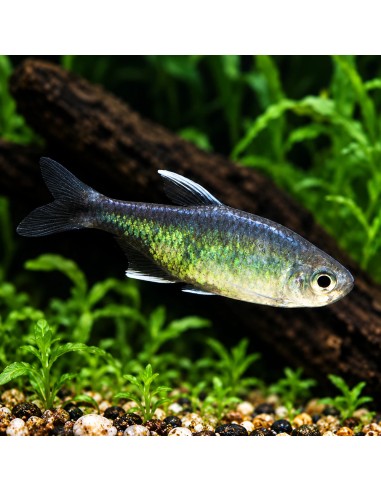 Hyphessobrycon negodagua