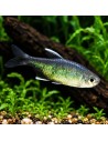 Hyphessobrycon negodagua