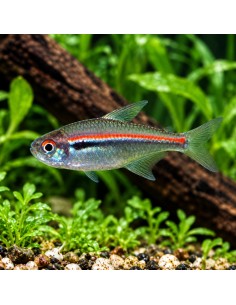 Hyphessobrycon amapaensis (Hyphessobrycon amapaensis) 2-3cm