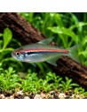 Hyphessobrycon amapaensis 2-3cm