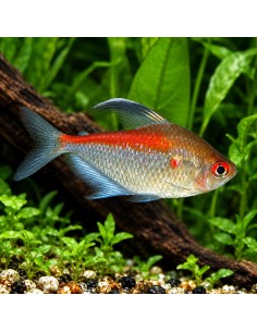 Hyphessobrycon pyrrhonotus