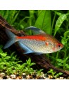 Hyphessobrycon pyrrhonotus