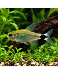 Hyphessobrycon elachys (Hyphessobrycon elachys) 1,5-2,5cm