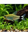 Hyphessobrycon elachys 1.5-2.5cm