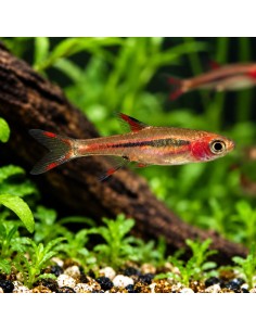 Boraras brigittae (Boraras brigittae) 1,5-2cm Wild