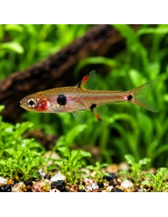 Boraras naevus Strawberry (Boraras naevus) 1-1,5cm Wild