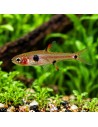 Boraras Naevus Sp. Strawberry 1,0-1,5cm Wild