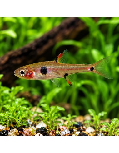 Boraras Naevus Sp. Strawberry 1,5-2cm Wild