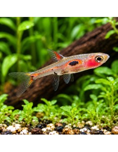 Boraras Maculatus 1,0-1,5cm Wild