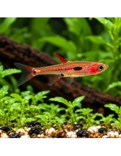 Boraras Merah 1,0-1,5cm Wild