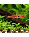 Boraras Merah 1,5-2cm Wild