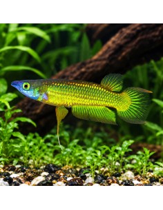 Aplocheilus Lineatus Gold Pair 3-4cm