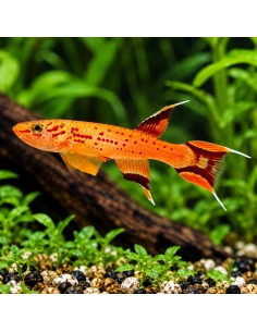 Aphyosemion Australe Gold 3-4cm