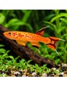 Aphyosemion Australe Gold 3-4cm