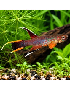 Aphyosemion australe (Aphyosemion australe) 3-4cm