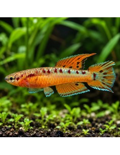Aphyosemion bivitatum Funge