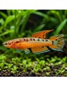 Aphyosemion bivitatum Funge