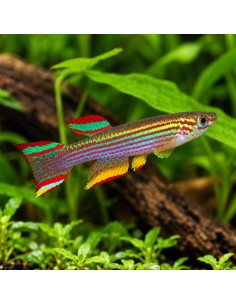 Aphyosemion striatum (Aphyosemion striatum) 3-4cm couple