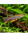 Aphyosemion Striatum 3-4cm paires