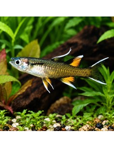 Pseudomugil Signifer 2-2,5cm