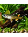 Pseudomugil Signifer 2-2,5cm
