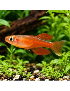 Pseudomugil Iriani 1,5-2cm