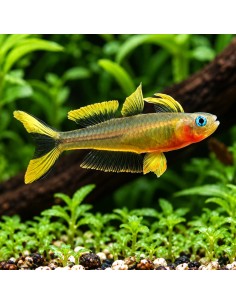 Pseudomugil furcatus (Pseudomugil furcatus) 1,5-2cm
