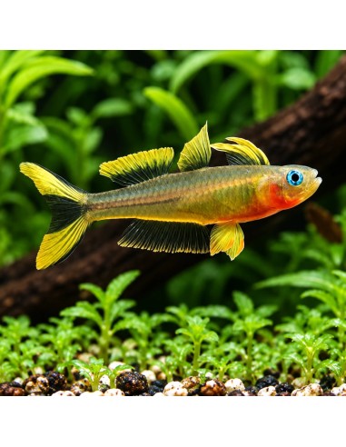 Pseudomugil Furcatus 1,5-2cm
