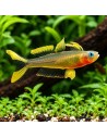 Pseudomugil Furcatus 1,5-2cm