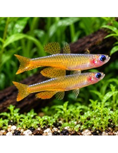 Pseudomugil Paskai 1,5-2cm