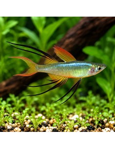 Iriatherina Werneri 2-2,5cm