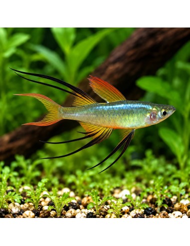 Iriatherina Werneri 2-2,5cm