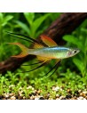 Iriatherina Werneri 2-2,5cm