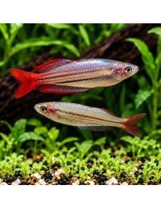 Melanotaenia australis 4-5cm