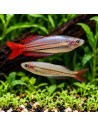 Melanotaenia australis 4-5cm