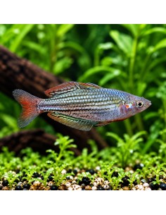 Melanotaenia Maccullochi 4,5-5,5cm