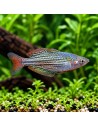 Melanotaenia Maccullochi 4,5-5,5cm