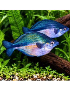 Melanotaenia Lacustris 4,5-5,5cm