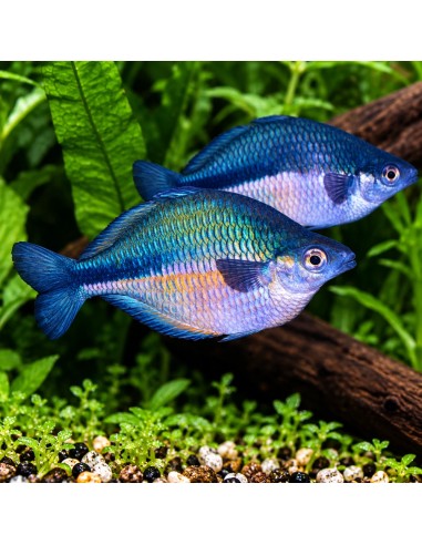 Melanotaenia Lacustris 4,5-5,5cm
