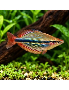 Melanotaenia Trifasciata 4,5-5,5cm